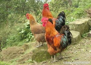 国产插鸡,创新科技引领农业现代化新篇章